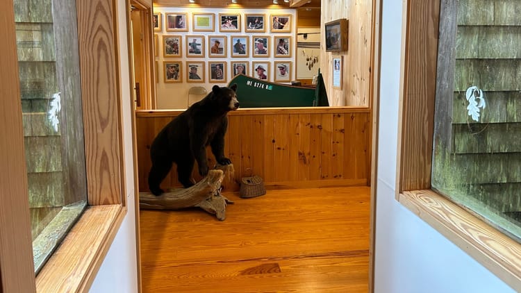 a young stuffed bear inside a historical museum with varnished wood and a wall of photographs of Maine guides behind them, canoes displayed 